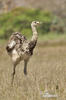 Greater Rhea