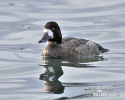 Greater Scaup