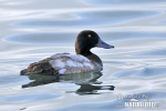 Greater Scaup