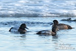 Greater Scaup