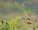 Greater Thornbird