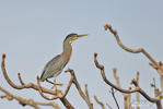 Green-backed Heron