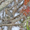 Green-backed Heron