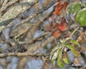 Green-backed Heron