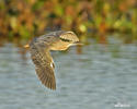 Green-backed Heron