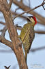 Green-barred Woodpecker