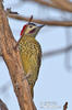 Green-barred Woodpecker