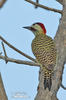 Green-barred Woodpecker