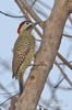 Green-barred Woodpecker