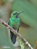 Green-crowned Brilliant