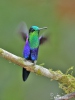 Green-crowned Woodnymph