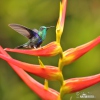 Green-crowned Woodnymph