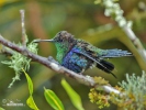 Green-crowned Woodnymph