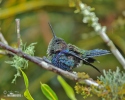 Green-crowned Woodnymph