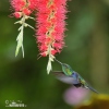 Green-crowned Woodnymph