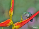 Green-crowned Woodnymph