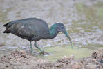 Green Ibis