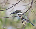 Green Kingfisher