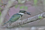 Green Kingfisher