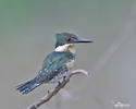 Green Kingfisher