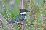 Green Kingfisher