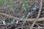 Green Kingfisher