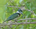 Green Kingfisher