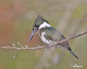 Green Kingfisher