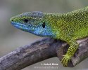 Green Lizard