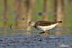 Green Sandpiper