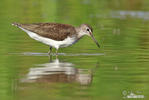 Green Sandpiper