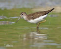 Green Sandpiper