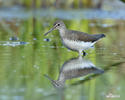 Green Sandpiper