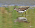 Green Sandpiper