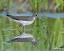 Green Sandpiper