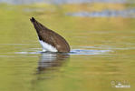 Green Sandpiper