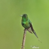 Green Thorntail