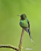 Green Thorntail