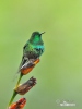 Green Thorntail