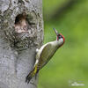 Green Woodpecker