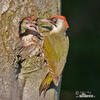 Green Woodpecker