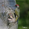 Green Woodpecker