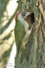 Green Woodpecker