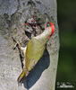 Green Woodpecker