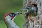 Green Woodpecker