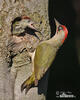 Green Woodpecker