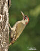 Green Woodpecker