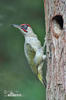 Green Woodpecker