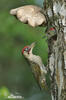 Green Woodpecker