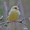 Greenfinch